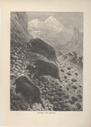 HUNTING THE MUSK-OX